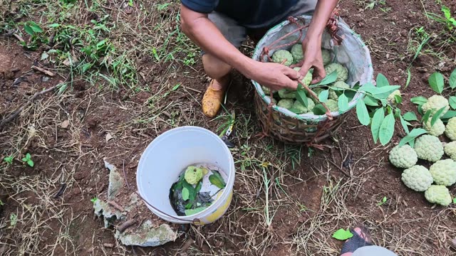 Man Packing Basket With Custard Apples