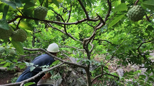 Man Picking Custard Apple From Branch