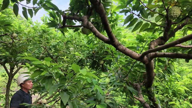 Man Reaching For Fruit In Tree