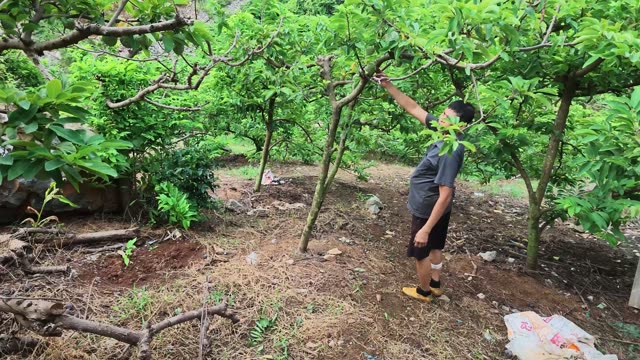 Man Picking Fruit In Orchard
