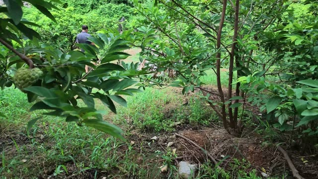 Man Walking Through Custard Apple Orchard