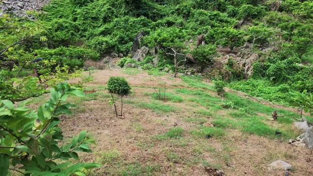 Young Trees In Terraced Field