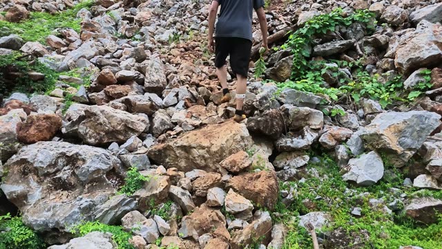 Green Shrub Among Rocky Path