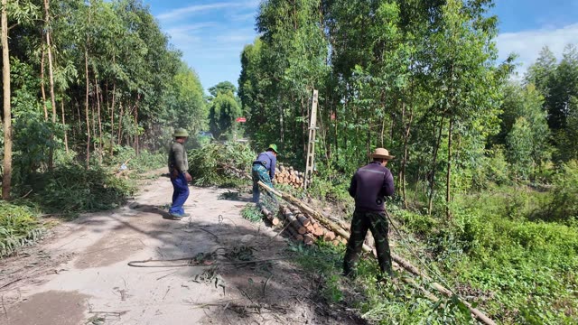 Cutting Timber On Woodland Path