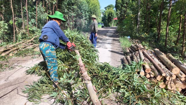 Farmer Trimming Eucalyptus Branches Roadside