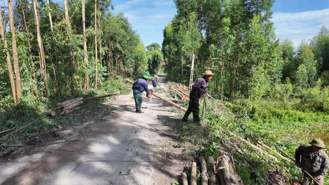 Workers Clearing Branches On Country Road