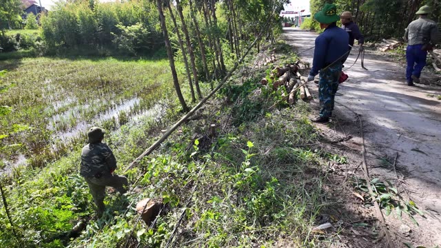 Farmers Clearing Brush Beside Rice Paddy