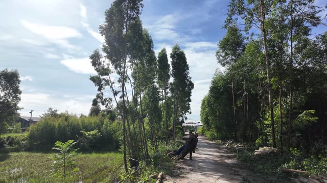 Tall Eucalyptus Lining Rural Dirt Path