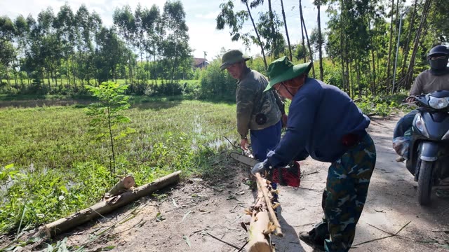 Farmers Cutting Log Beside Rice Field