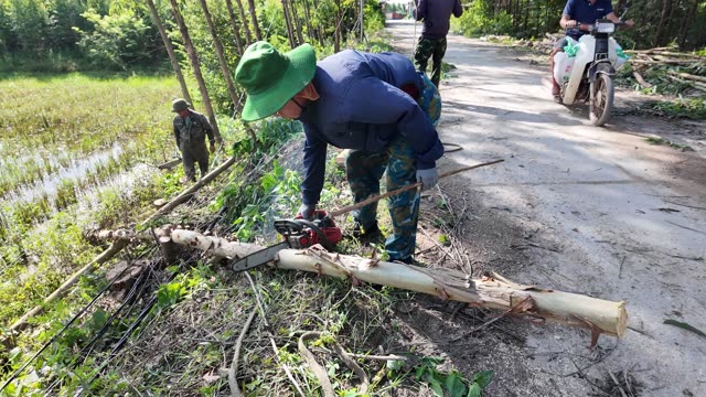 Farmer Sawing Timber By Paddy Field
