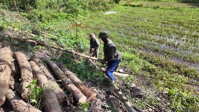 Farmers Moving Logs By Rice Paddy