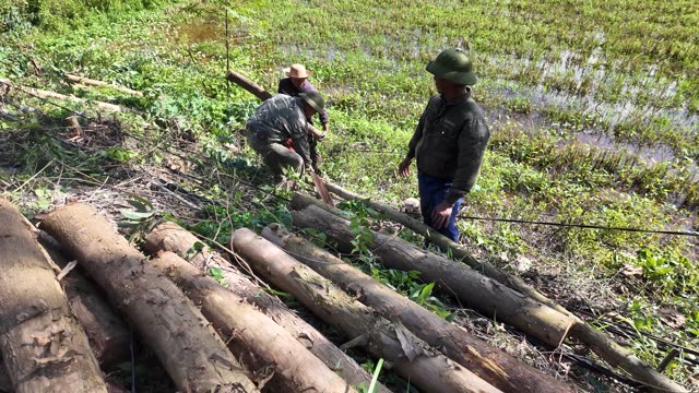 Workers Stacking Timber Beside Paddy Field