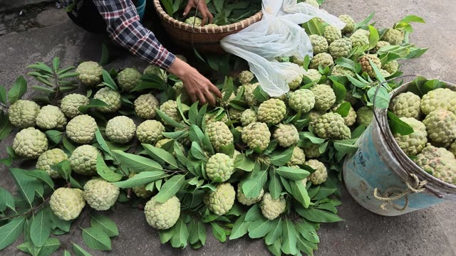Hand Sorting Pile Of Custard Apples