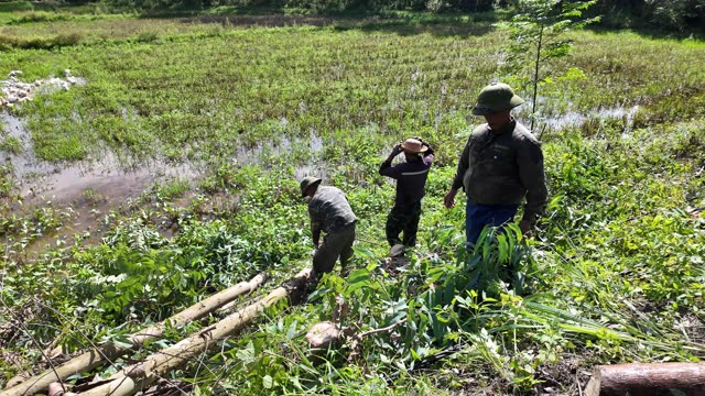 Farmers Gathering Logs By Flooded Paddy