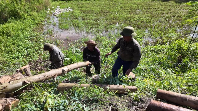 Farmers Carrying Logs Across Field
