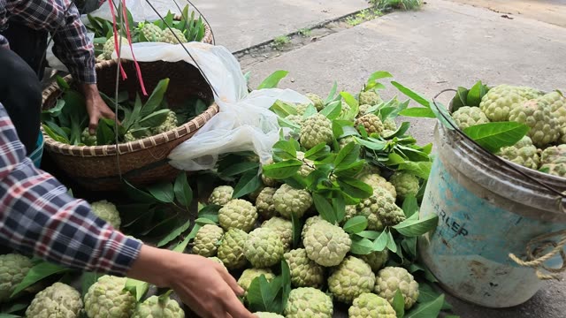 Hands Sorting Custard Apples From Basket