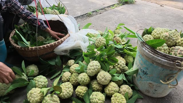 Arranging Custard Apples In Basket