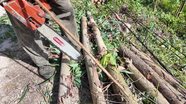Close Up Chainsaw Cutting Poles