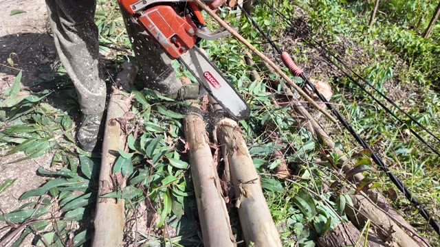 Chainsaw Slicing Logs With Sawdust