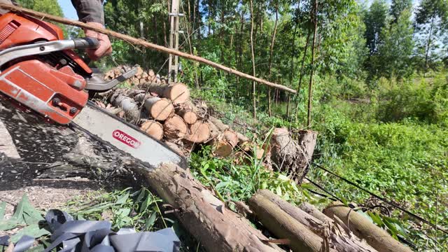 Chainsaw Cutting Stacked Timber Logs