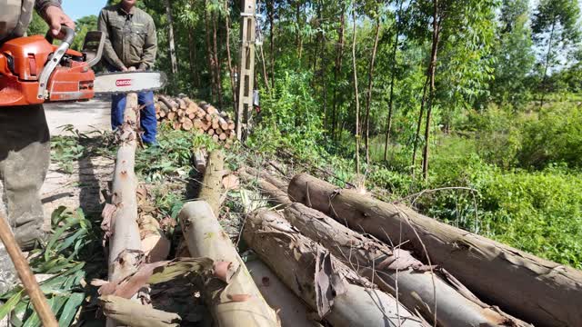 Worker With Chainsaw By Timber Stack