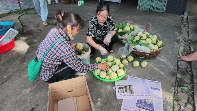 Women Sorting Custard Apples On Ground