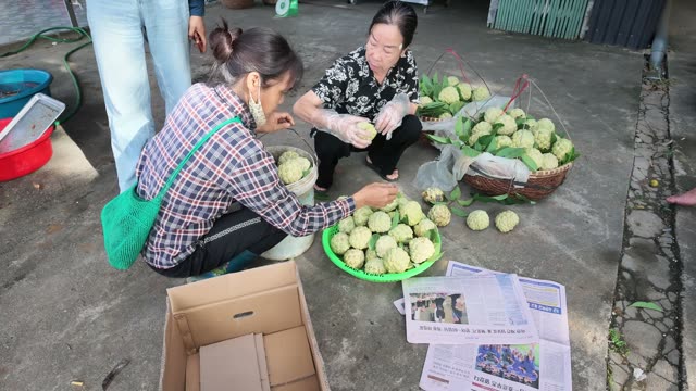 Women Packing Custard Apples Together