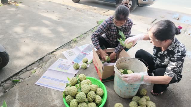 Women Packing Custard Apples Into Box
