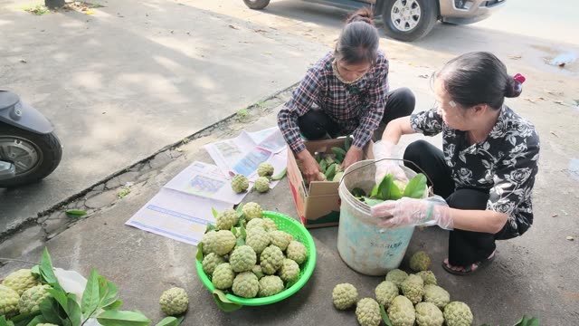 Women Wrapping Fruit For Shipping