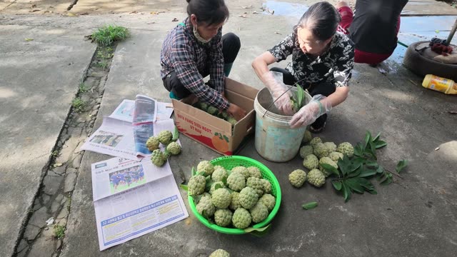 Women Sorting Fruit Beside Cardboard Box