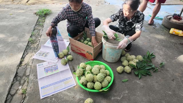 Woman Wrapping Custard Apple In Newspaper