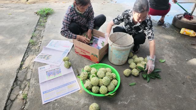 Women Packing Box With Fresh Fruit