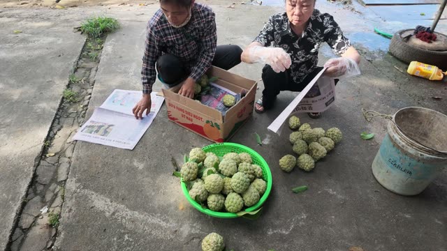 Woman Reading Paper While Packing Fruit