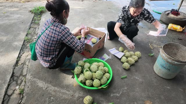 Women Preparing Fruit Shipment