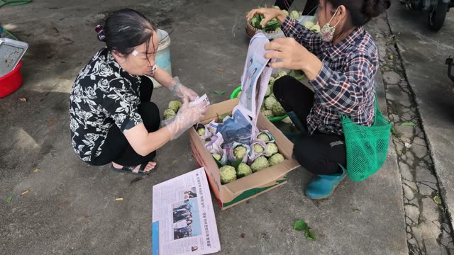 Woman Arranging Netted Fruit In Box