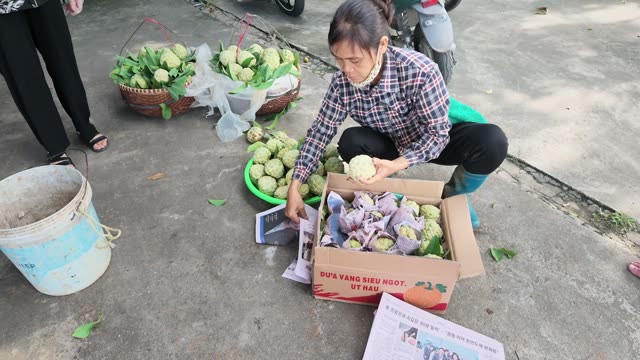 Women Loading Wrapped Fruit Into Box