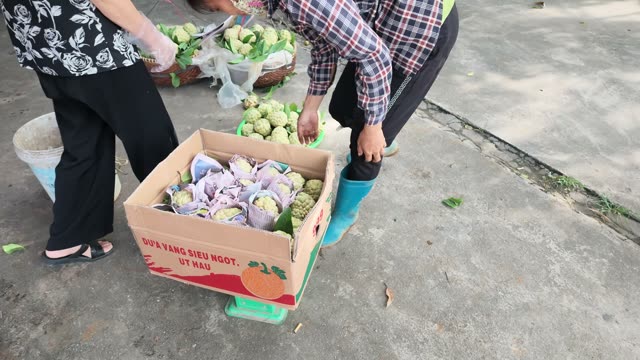 Hands Arranging Netted Custard Apples