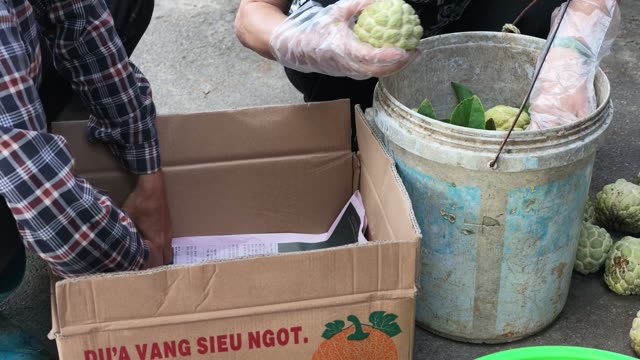 Hands Packing Custard Apples Into Box