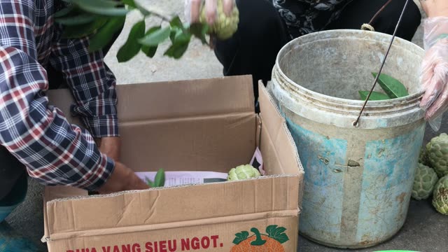Packing Custard Apples Beside Bucket