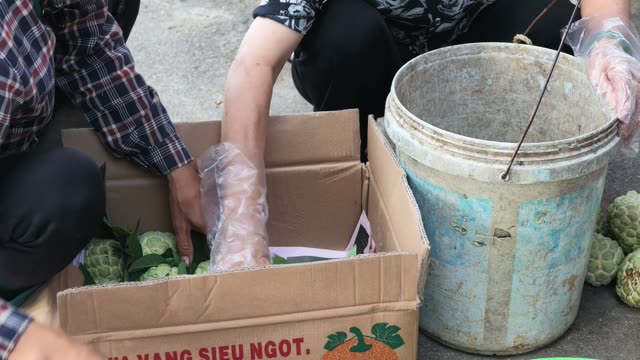 Hand Placing Custard Apple In Box