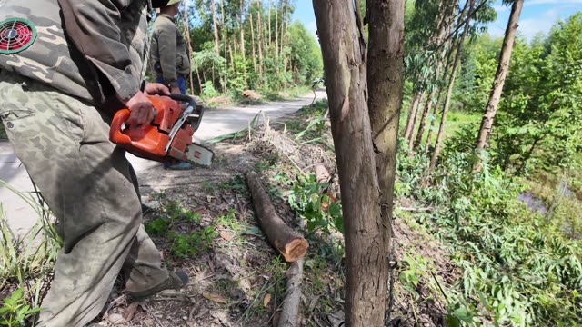 Worker Cutting Trunk Along Country Road