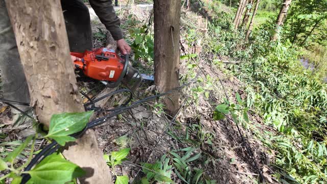Chainsaw Felling Small Tree