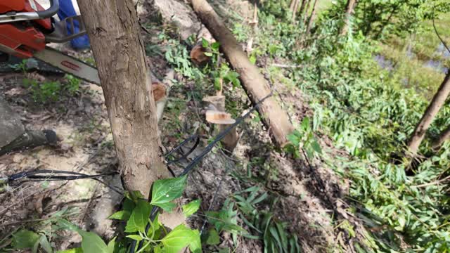 Cutting Trunk Near Pond