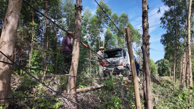 Timber Harvest On Hillside