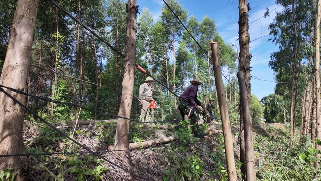 Cutting Eucalyptus On Slope