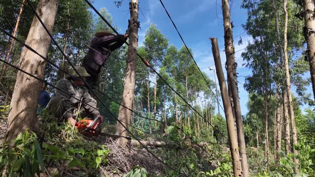 Chainsaw Work On Slope
