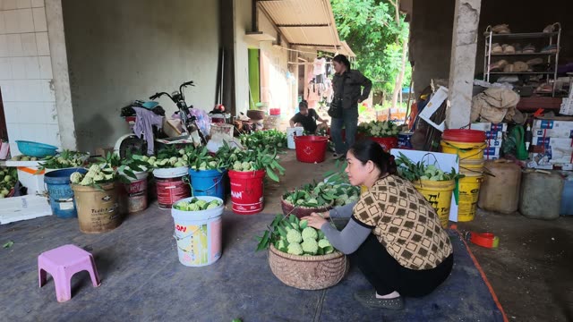 Man Tying Custard Apple Basket