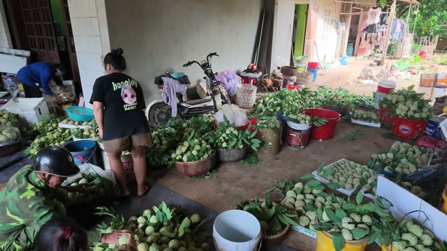 Busy Fruit Sorting Courtyard