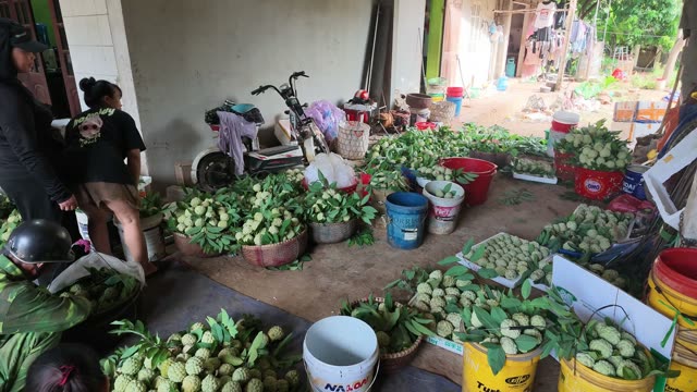 Courtyard Filled With Harvested Fruit