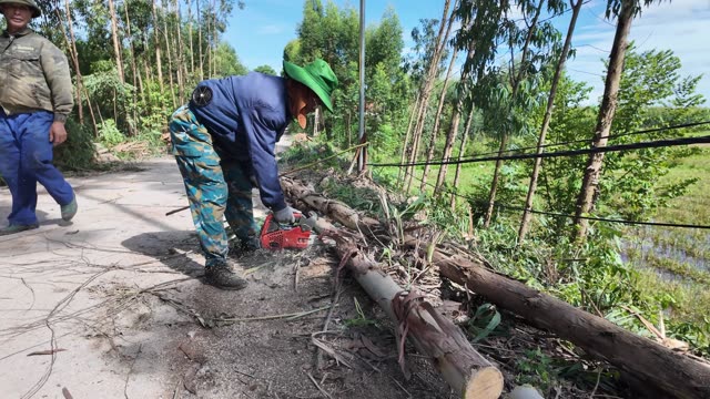 Cutting Fallen Tree Roadside